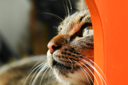 Cute kitty portrait photo