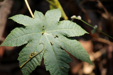 Leaf Closeup photo