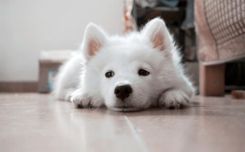 Puppy white pets
