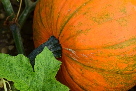 Autumn autumn season calorie