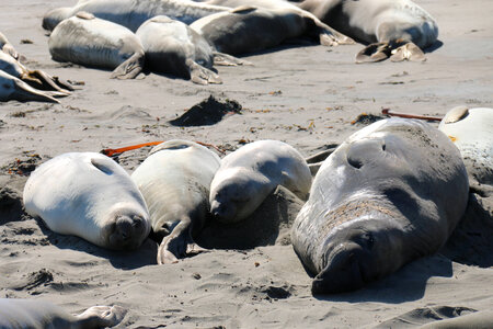 Northern elephant seals-2