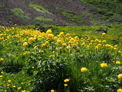 Yellow trollius europaeus hahnenfußgewächs photo