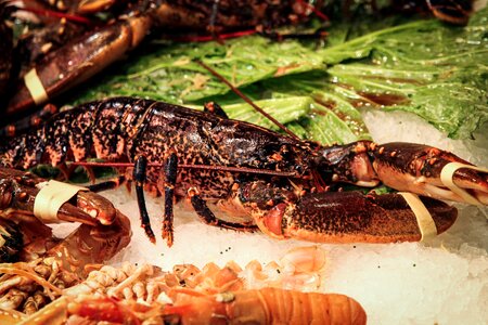 Crab fish market seafood photo