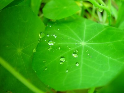 Greenery leaf leaves