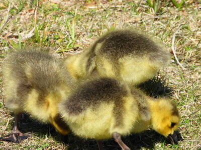 Group of Goslings pecking the ground photo