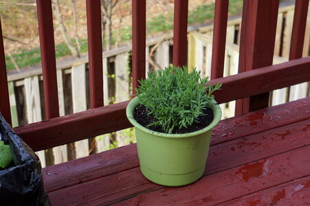 small potted plants sitting on a patio table photo