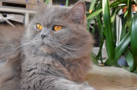 Highlander cat domestic cat