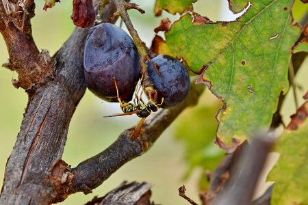 Grapevine insect wasp