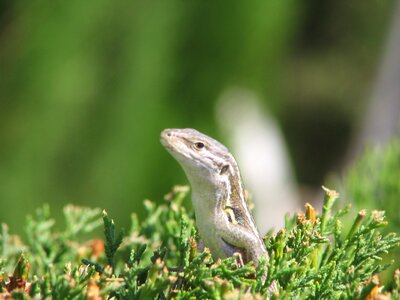 Nature fauna lizard
