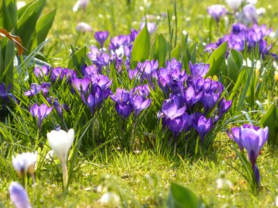 Violet blue white