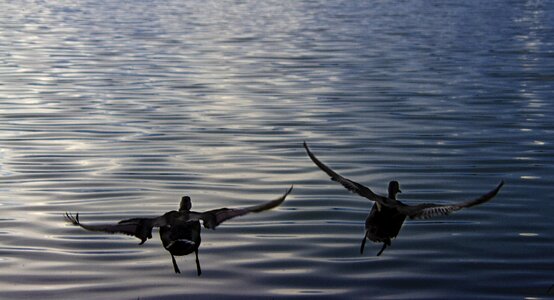 Fly flying wings