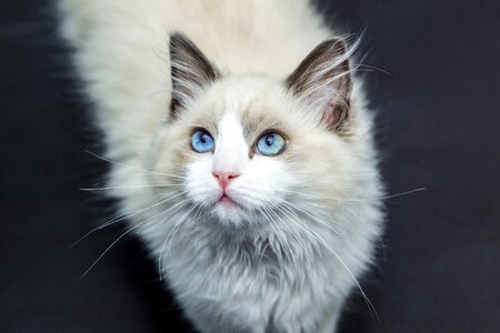 Pet cat face kitten photo