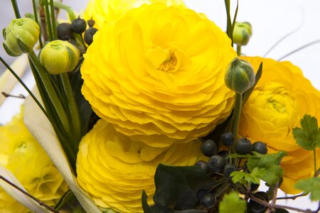 Nature plant yellow