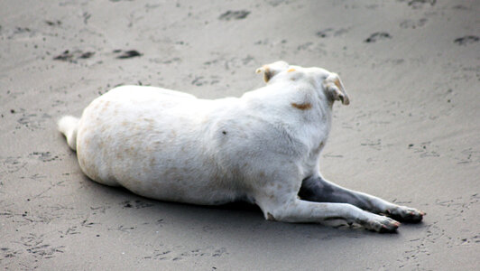 Dog Sitting On Beach photo