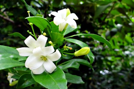 Flower white murraya paniculata