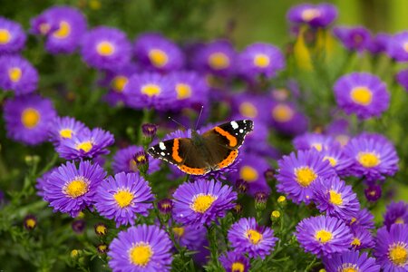 Insect edelfalter colorful