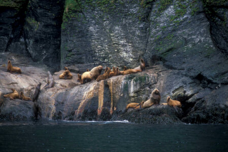 Steller sea lion haulout in the Aleutian Islands photo