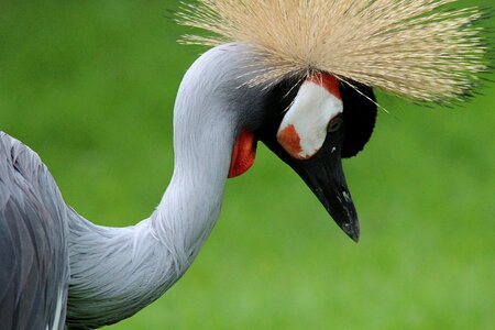 Cranes headdress bird photo