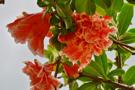 Flora shrub tree