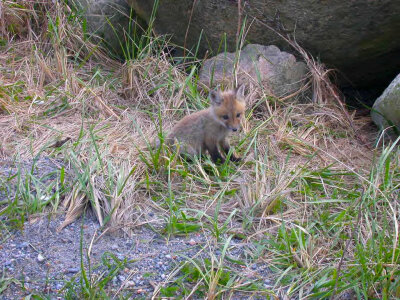 Young Red Fox