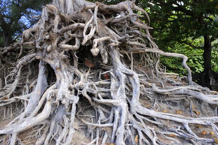 Ecology life earth