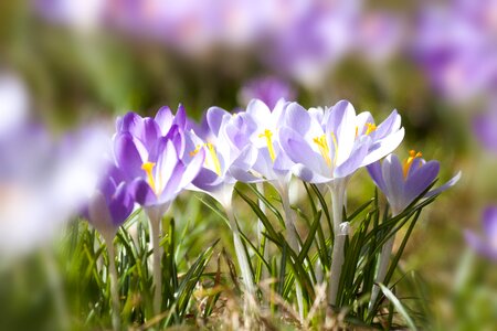 Spring crocus flower blossom photo