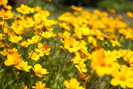 Field flora flowers