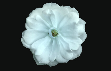 White Flower on Black Background photo