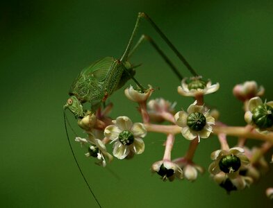 Animal arthropod beautiful flowers