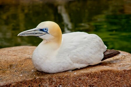 Water bird sea gull photo