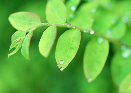 Green leaf with water drops photo