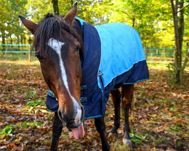 Animal brown cavalry