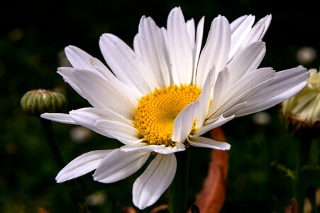 Flower Garden horticulture petals photo