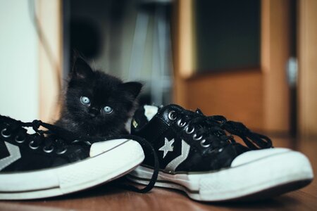Animal cat domestic cat