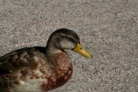 Mallard fly wings