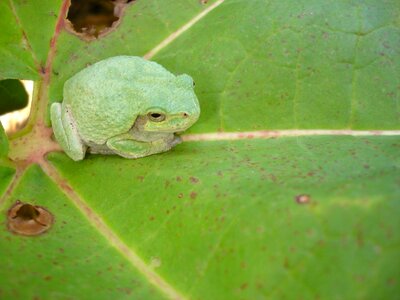 Amphibian animal wildlife photo