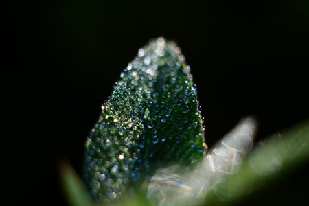 Dew on the leaf