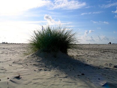 Vacations summer plant