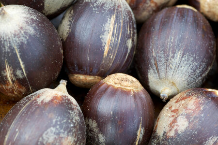Chinkapin Oak Acorns-4