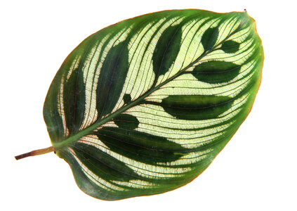 Foliage, houseplant tropical leaf