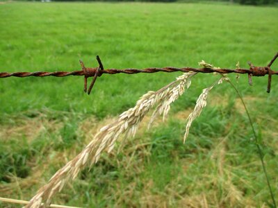 Farm landscape wheat