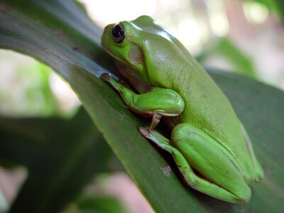 Green wildlife amphibian