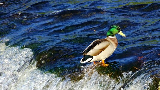 Duck bird animal