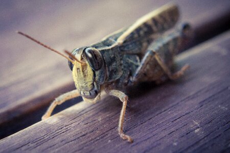 Insect macro nature
