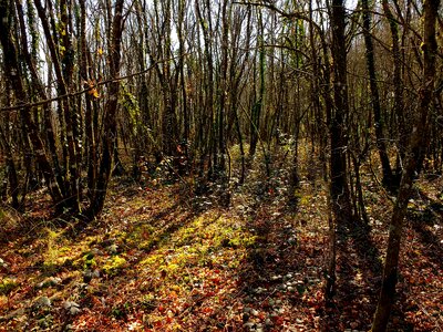 Autumn birch branch photo