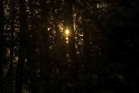 Sunlight through the trees of the forest at Cherokee Marsh photo