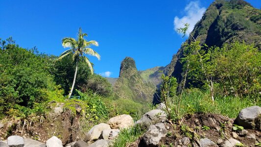 Hillside palm tree photo