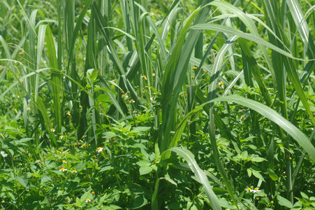 3 Sugarcane field photo
