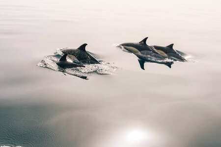 Dolphins at sea