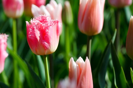 Pink colorful dutch